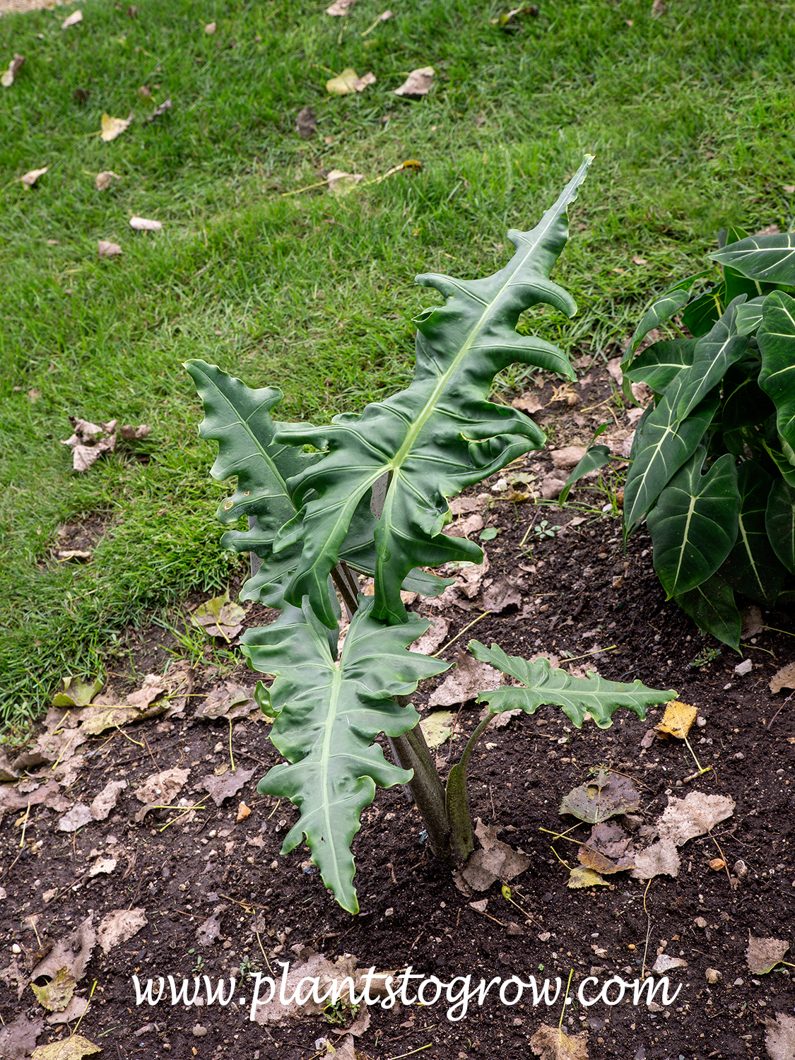 Malaysian Monster Elephant Ears (Alocasia portei)
This is a newly plants young plant growing in hardiness zone #5.